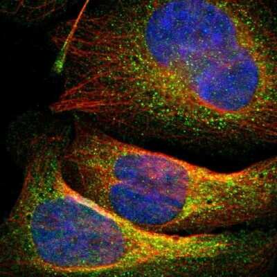 Immunocytochemistry/ Immunofluorescence: 15-PGDH/HPGD Antibody [NBP1-87061]