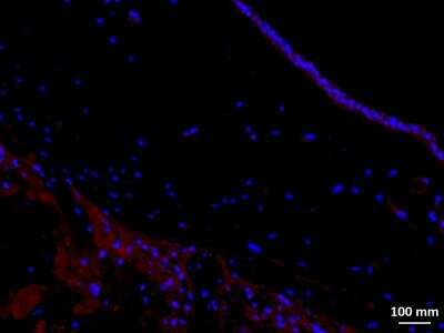 Immunohistochemistry: 15-PGDH/HPGD Antibody [NB200-179]