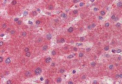 Immunohistochemistry-Paraffin: 15-PGDH/HPGD Antibody [NB100-1482]