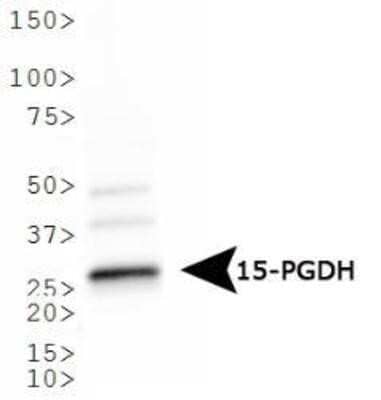 Western Blot: 15-PGDH/HPGD Antibody [NB200-179]
