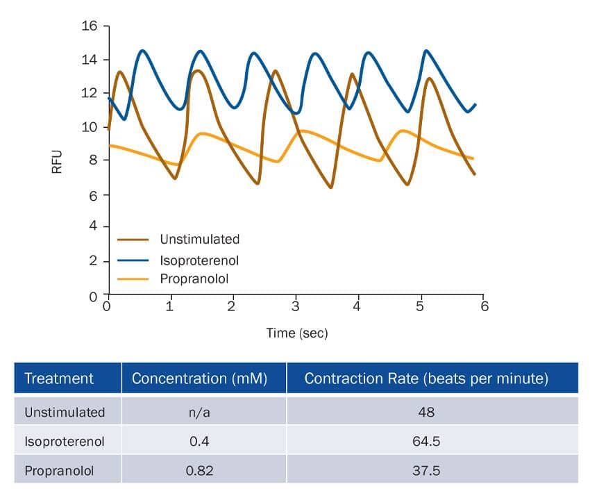 Isoproterenol affects the rate of cardiomyocyte contraction