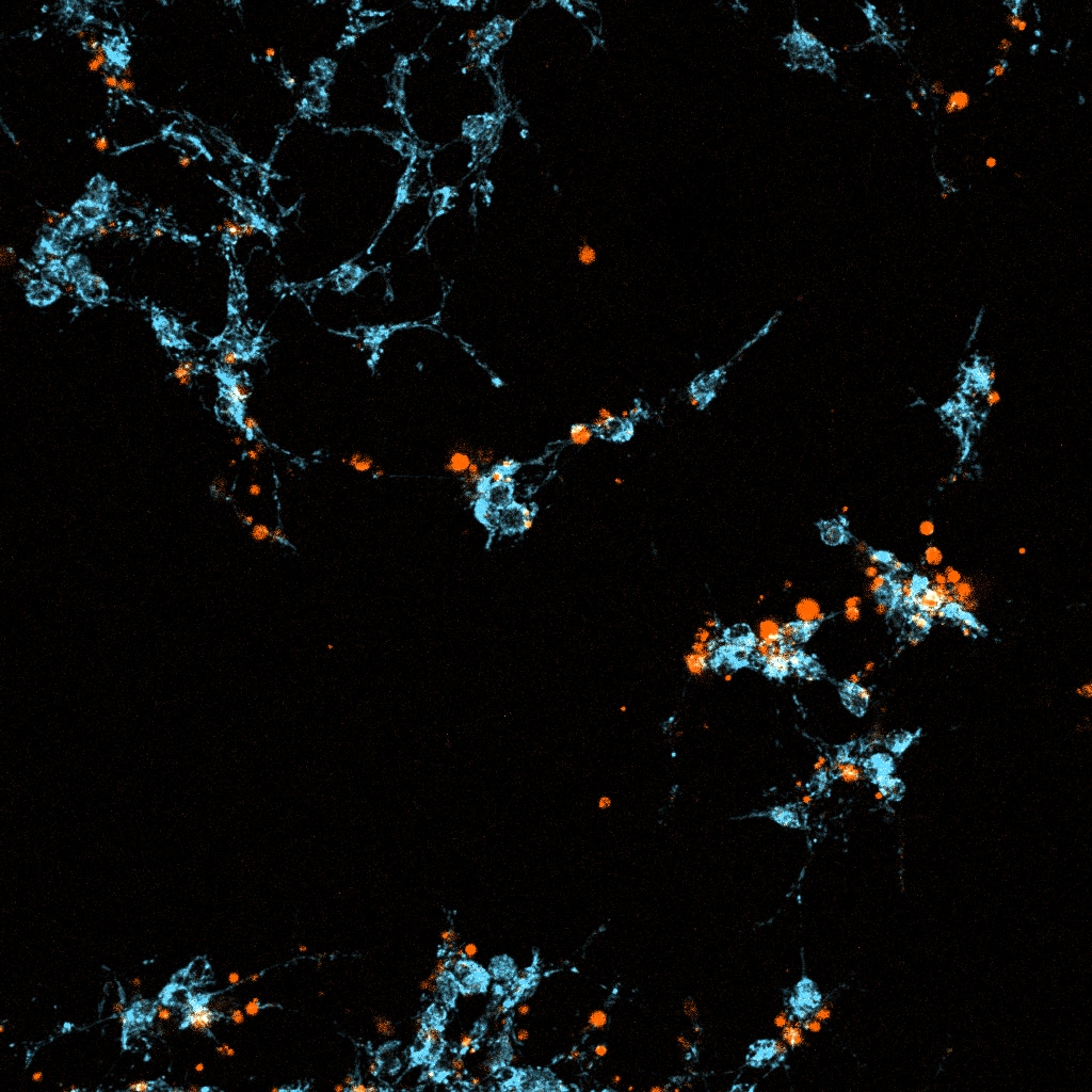 Ready-to-use fluorescent live-dead cell stain for long term live cell imaging