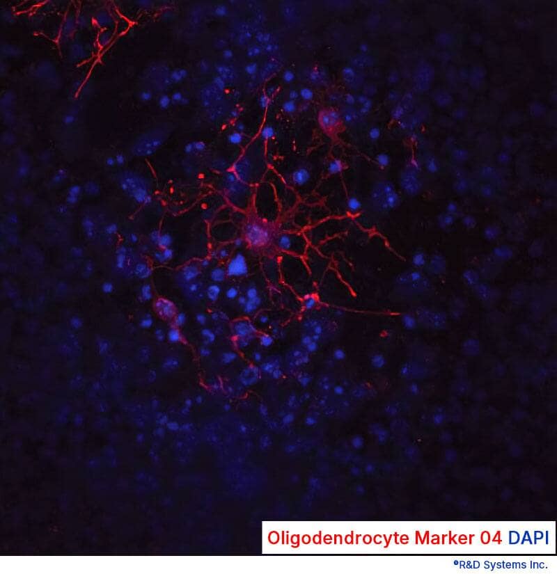 Staining of oligodendrocytes with anti-Oligodendrocyte Marker O4 in red and counterstained with DAPI in blue