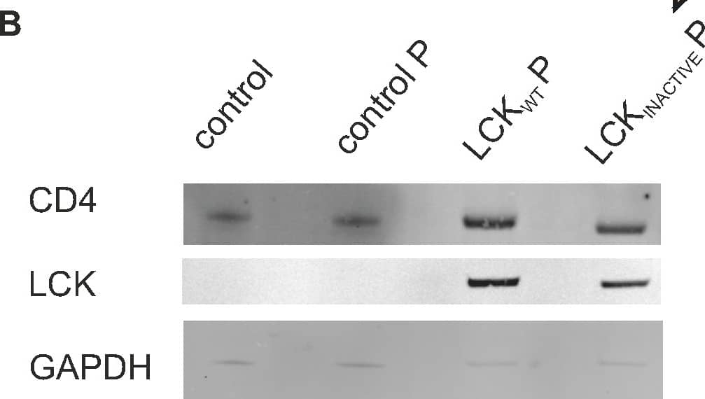 Detection of Mouse GAPDH by Western Blot