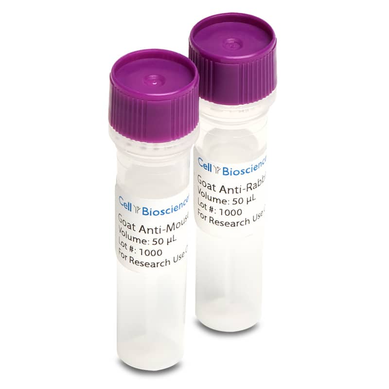 ProteinSimple Amplified Mouse Secondary Antibody Detection Kit for Simple Western