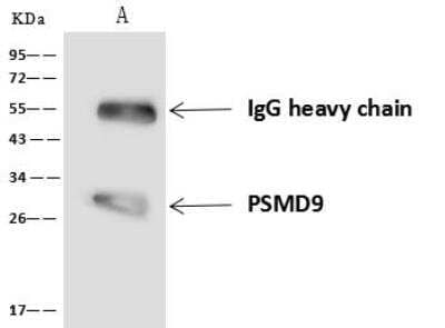 Immunoprecipitation: 26S proteasome subunit 9 Antibody [NBP3-05933]