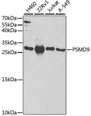 Western Blot: 26S proteasome subunit 9 AntibodyBSA Free [NBP2-92894]