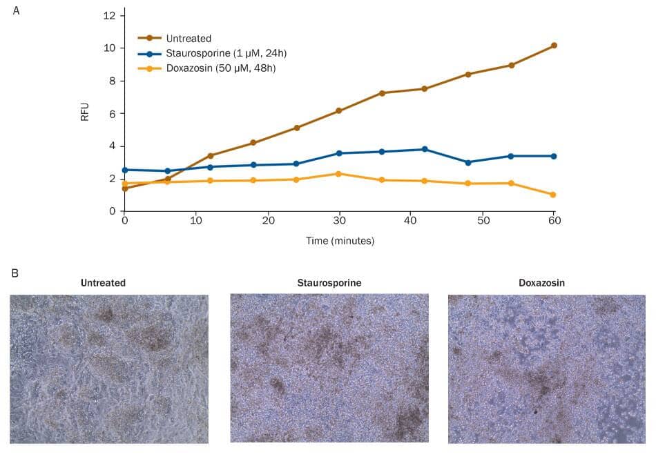 Reduced viability of differentiated cardiomyocytes exposed to cardiotoxic small molecules