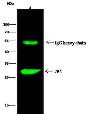 Immunoprecipitation: 2B4/CD244/SLAMF4 Antibody (025) [NBP2-89232]