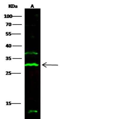 Western Blot: 2B4/CD244/SLAMF4 Antibody (025) [NBP2-89232]