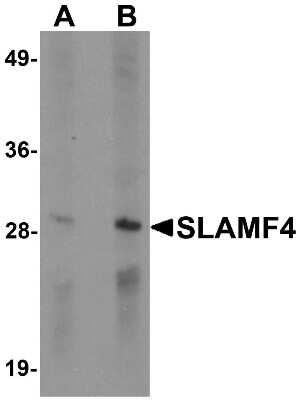 Western Blot: 2B4/CD244/SLAMF4 AntibodyBSA Free [NBP1-76558]