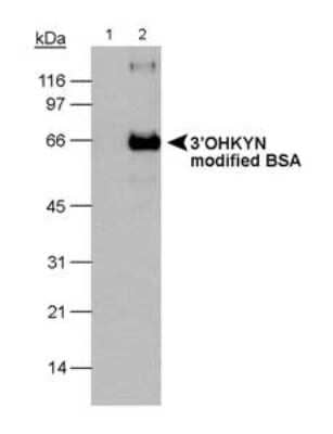 Western Blot: 3-OHKYN Antibody (P3UI)Azide and BSA Free [NBP2-80548]