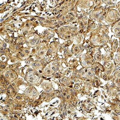 Immunohistochemistry-Paraffin: 3-OHKYN Antibody (P3UI) [NB100-597]