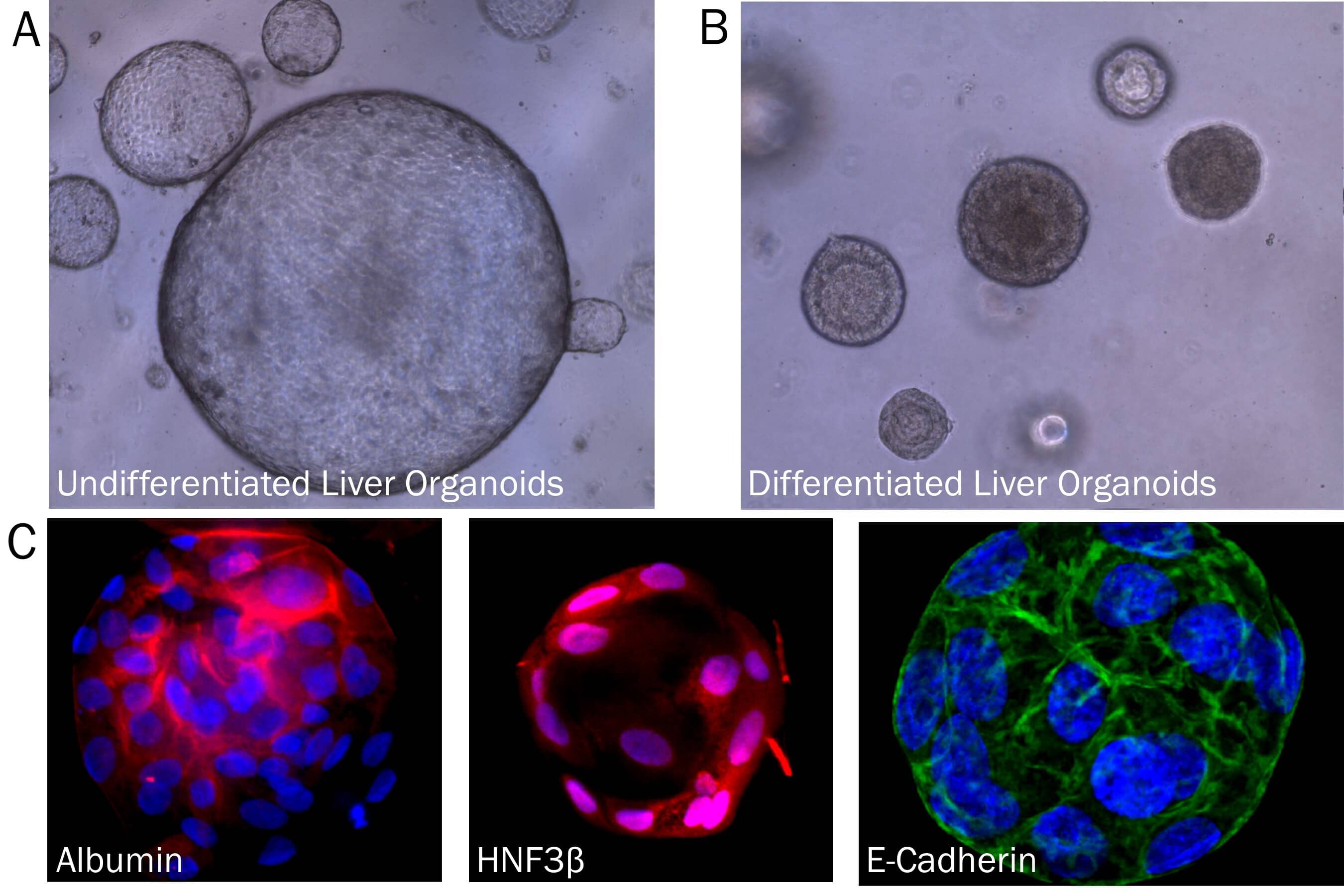 Liver Organoid Formation and Differentiation in Cultrex RGF BME