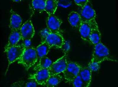 Immunocytochemistry/ Immunofluorescence: 4-1BB Ligand/TNFSF9 Antibody (014) [NBP2-90388]