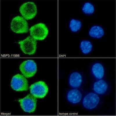 Immunocytochemistry/ Immunofluorescence: 4-1BB Ligand/TNFSF9 Antibody (AT113-2) - Chimeric - Azide and BSA Free [NBP3-11986]