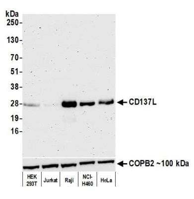 Western Blot: 4-1BB Ligand/TNFSF9 Antibody (BLR148J) [NBP3-14727]