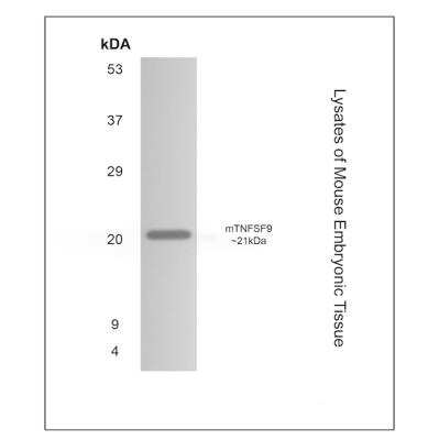 Western Blot: 4-1BB Ligand/TNFSF9 Antibody (RM0067-3H19)Azide and BSA Free [NBP1-21514]