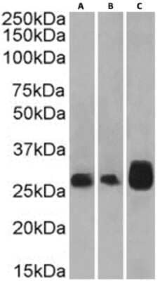 Western Blot: 4-1BB/TNFRSF9/CD137 Antibody (4B4-1-1)ChimericAzide and BSA Free [NBP3-12029]