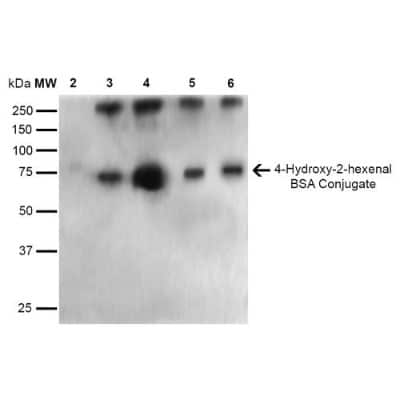 Western Blot: 4-Hydroxy-2-hexenal Antibody (6F10) [NBP2-59352]
