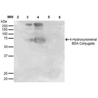 Western Blot: 4-Hydroxynonenal Antibody (12F7) [NBP2-59353]