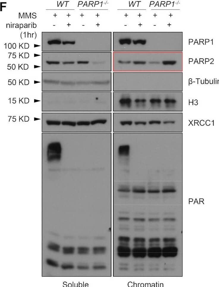 Detection of PAR/pADPr by Western Blot