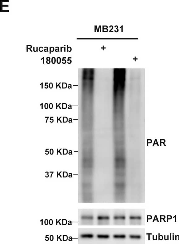 Detection of PAR/pADPr by Western Blot