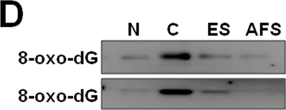 Detection of Rat 8-oxo-dG 8-oxo-dG Antibody (15A3) by Western Blot