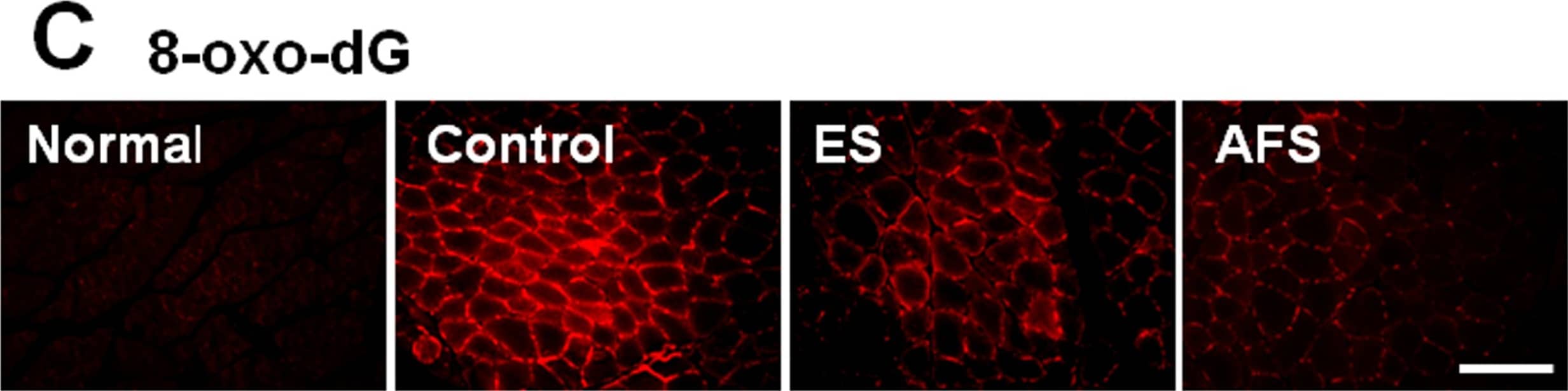 Detection of Rat 8-oxo-dG by Immunocytochemistry/ Immunofluorescence