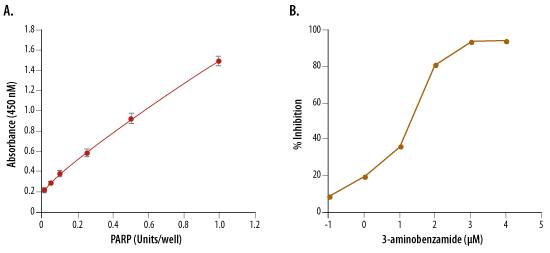 Inhibition of PARP Activity by 3-aminobenzamide_4677-096-K