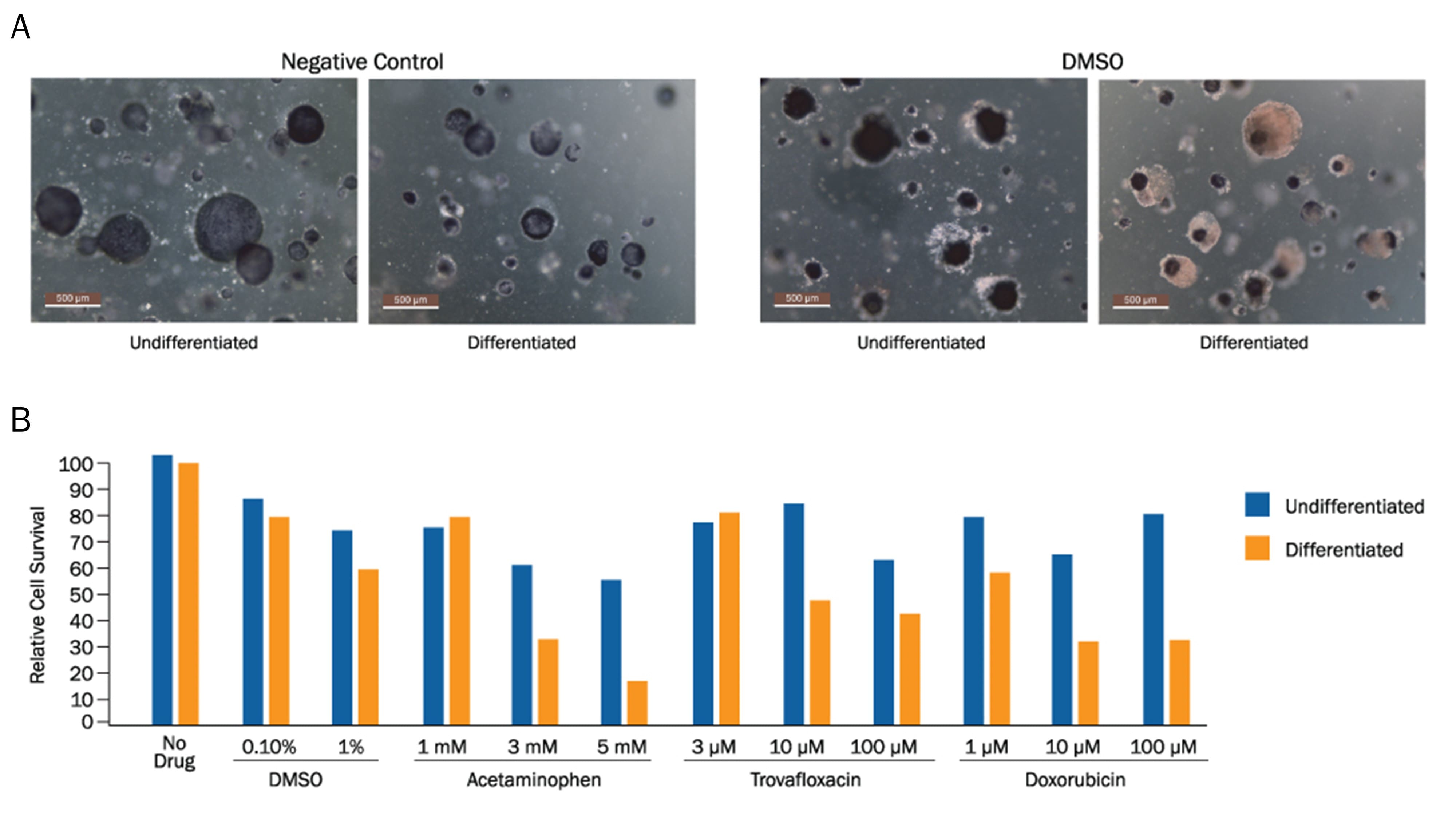 MTT Assay of Human Tissue-derived Liver Organoids.