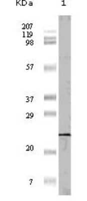 Western Blot: 4EBP1 Antibody (11G12C11)BSA Free [NBP1-47366]