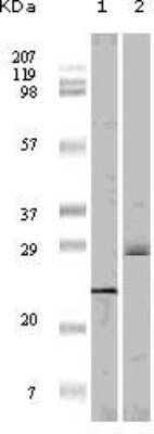 Western Blot: 4EBP1 Antibody (4B6G10)BSA Free [NBP1-47554]