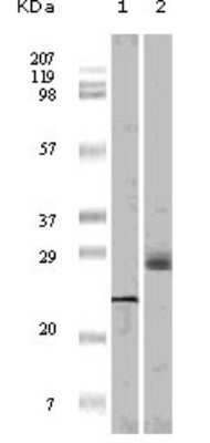 Western Blot: 4EBP1 Antibody (9E12D9)BSA Free [NB110-60514]