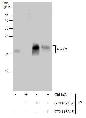Immunoprecipitation: 4EBP1 Antibody [NBP2-16307]