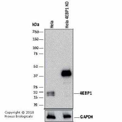 Knockout Validated: 4EBP1 Antibody [NB200-157]