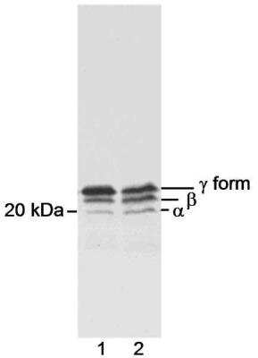 Western Blot: 4EBP1 Antibody [NB200-157]