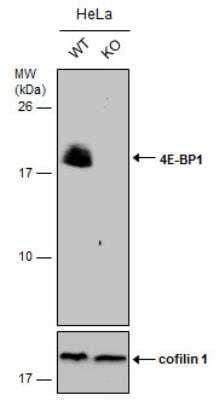 Knockout Validated: 4EBP1 Antibody [NBP2-16307]