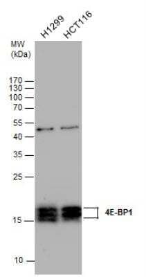 Western Blot: 4EBP1 Antibody [NBP2-16307]