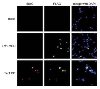 Immunocytochemistry/ Immunofluorescence: 5-Carboxylcytosine Antibody [NBP2-59148]