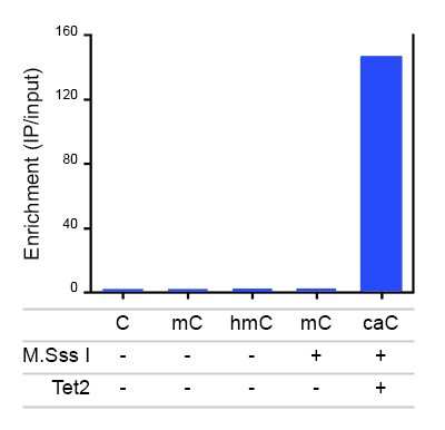 Immunoprecipitation: 5-Carboxylcytosine Antibody [NBP2-59148]