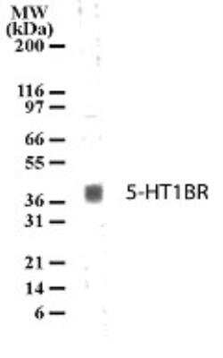 Western Blot: 5-HT1B Antibody [NB100-56350]