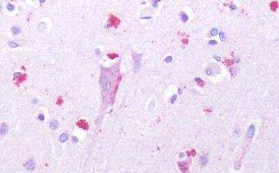 Immunohistochemistry-Paraffin: 5-HT1D Antibody - BSA Free [NLS590]