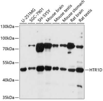 Western Blot: 5-HT1D AntibodyAzide and BSA Free [NBP2-92762]