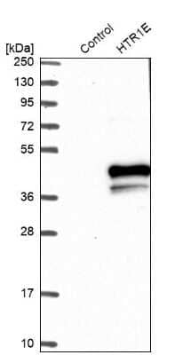 Western Blot: 5-HT1E Antibody [NBP1-90320]