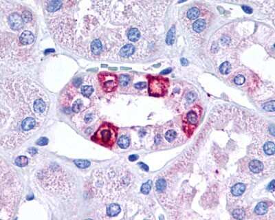 Immunohistochemistry-Paraffin: 5-HT1F Antibody - BSA Free [NLS3344]