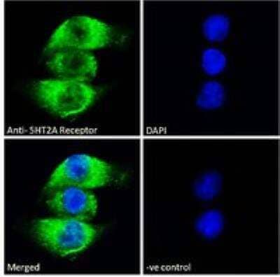 Immunocytochemistry/ Immunofluorescence: 5-HT2A Antibody [NBP2-26091]