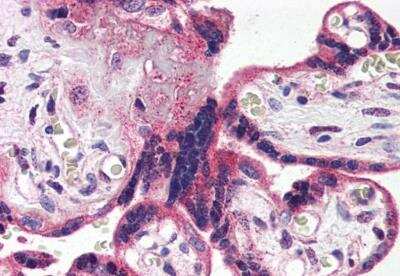 Immunohistochemistry-Paraffin: 5-HT2A Antibody - BSA Free [NBP3-06664]