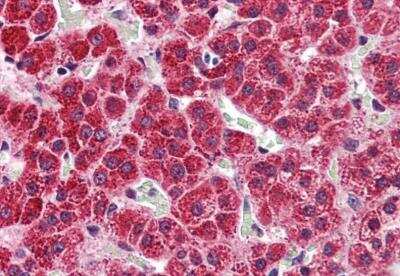 Immunohistochemistry-Paraffin: 5-HT2A Antibody - BSA Free [NBP3-06664]