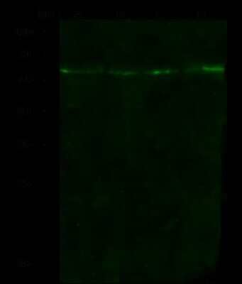 Western Blot: 5-HT2B Antibody [NBP2-98911]